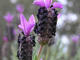 Photo Domaine du Rayol / Jardin