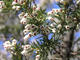Photo Domaine du Rayol / Jardin