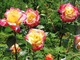 Photo Jardins du Château du Touvet