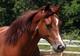 Photo L'Accalmie Quarter Horses