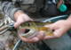 Photo L'Atelier du Pêcheur à la Mouche