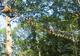 Photo Acrogivry : L'Aventure en Forêt