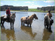 Photo La Crinière Saugaine