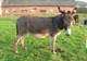 Photo La Ferme des Anes