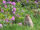 Photo La Montagne des Singes