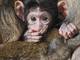 La Montagne des Singes à Kintzheim