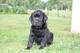 Photo Labradors des Selkies O'Naïade