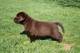 Photo Labradors des Selkies O'Naïade