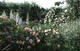 Le Jardin des Rosiers à La Puye
