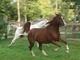 Photo Le Ranch Amadeus