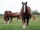 Photo Les Attelages de la Ferme de Beaulieu