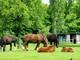 Les Attelages de la Ferme de Beaulieu à Lieurey