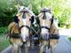 Photo Les attelages de Verzenay