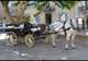 Les Calèches du Var à Taradeau