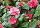 Les Camellias de la Prairie à Alès