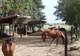Photo Les Chevauchées de Pégase