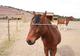 Photo Les Chevaux de la Coume Pascole