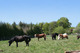 Photo Les Ecuries de la Grange