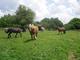 Photo Les Ecuries du Mas