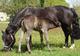 Photo Les Ecuries du Tholon
