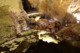 Photo Les Grottes de la Balme