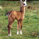 Photo Les Lamas du Tilloux - Deux Chaises