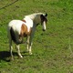 Ferme Equestre Les Longues Pistes à Alliat