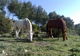 Photo Les Paddocks d'Epona