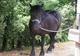 Les Poneys du Val d'Émeraude à Lasalle