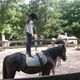 Photo Les Poneys du Val d'Emeraude