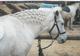 Photo Les Poneys du Verderet