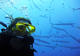 Photo Nomad Diving