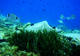 Photo Nomad Diving