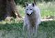Parc Animalier de Sainte-Croix à Rhodes