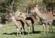 Photo Parc Animalier - La Vallée Sauvage