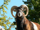 Photo Parc Animalier - La Vallée Sauvage