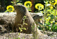 Photo Parc Animalier - La Vallée Sauvage