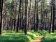 Parc Naturel Régional des Landes de Gascogne à Belin-Béliet
