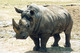 Parc zoologique de Thoiry à Thoiry
