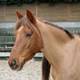 Photo Poney Club de Brimborion