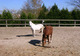 Poney Club des Mesnuls à Les Mesnuls