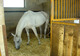 Photo Poney Club des Terrasses