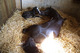 Photo Poney Club des Terrasses