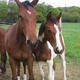 Poney-club du Guerrus à La Forest-Landerneau