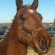 Photo Poney Club du Phenix Nimes