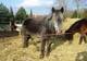 Photo Poney Club et Centre équestre des Mesnuls