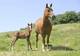 Photo Poney Club Les Cavaliers en Herbe