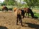 Poney Club Pachka à Saussan