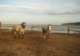 Pyreneha Cheval à Léran