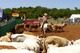 Randals Bisons à Lanuéjols